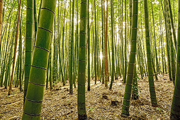 Bamboo